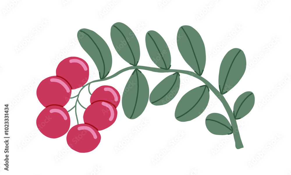 Obraz premium Cowberry hand drawn vector isolated green branch with red berries. Ingredient for cooking dishes sauce and desserts in restaurant