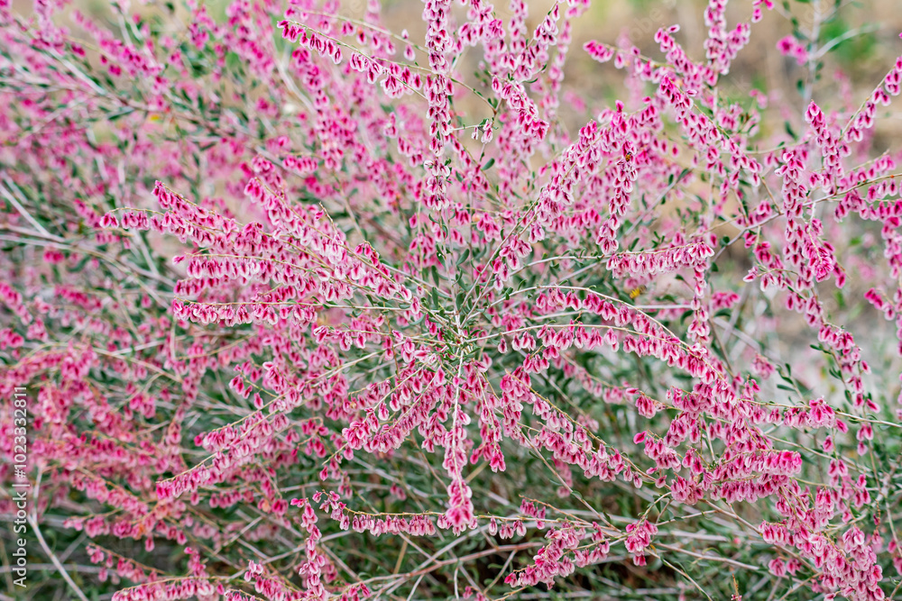 The flowering of a low-growing shrub, strewn with pink small flowers. Background. The flowering of a low-growing shrub, strewn with pink small flowers. Background.