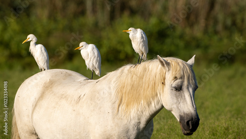 Three western cattle egret (Bubulcus ibis) perched on the back of a wild Camargue horse at  Isonzo river mouth nature reserve, Isola della Cona, Friuli Venezia Giulia, Italy.