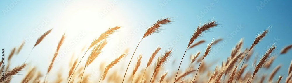 A serene landscape showcasing golden grass swaying gently under a bright sun and clear blue sky, perfect for nature-themed projects. A serene landscape showcasing golden grass swaying gently under a bright sun and clear blue sky, perfect for nature-themed projects.