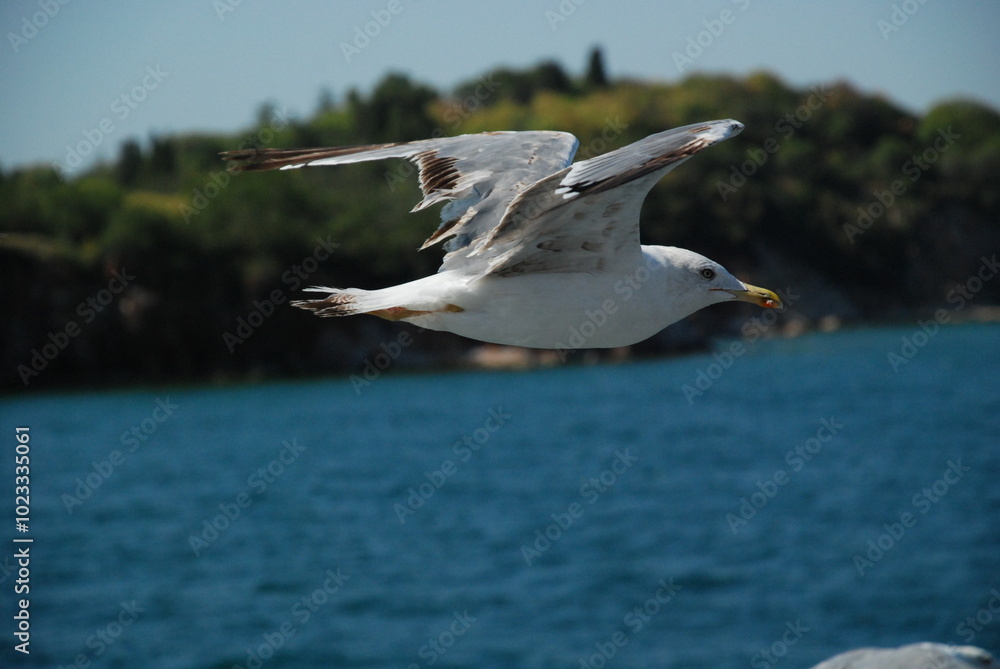Fototapeta premium seagull in flight