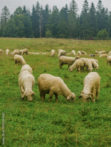 sheep graze on a green field. High quality photo