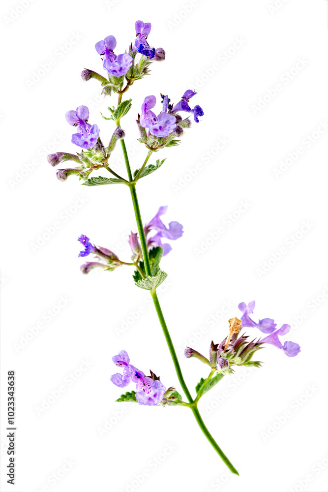 Nepeta faassenii -catmint, Faassen's catnip- in full bloom Nepeta faassenii -catmint, Faassen's catnip- in full bloom