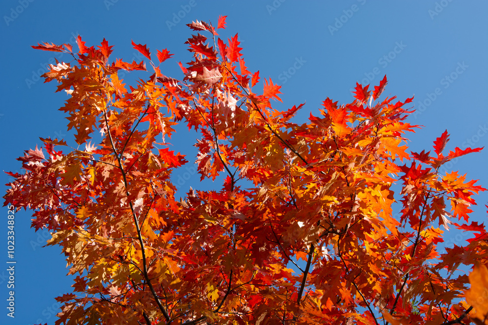 Autumn colored red maple tree branch isolated on sunny blue sky. Yellow and orange bright fall leaf background. Copy space Autumn colored red maple tree branch isolated on sunny blue sky. Yellow and orange bright fall leaf background. Copy space