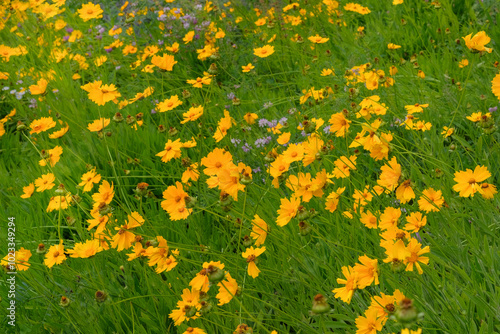 Cottage garden. Coreopsis grandiflora is blooming. Romantic plants. Nature floral background. Blooming flowers in meadow. photo