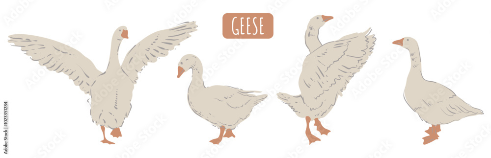 Obraz premium Goose, white bird with red paws and beak. Set white farmer birds. Vector isolated image.