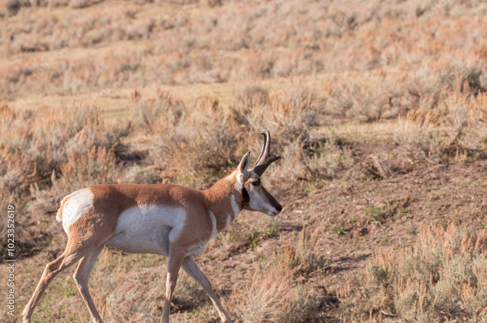 Pronghorn Antelope Buck in Wyoming in Autumn Pronghorn Antelope Buck in Wyoming in Autumn