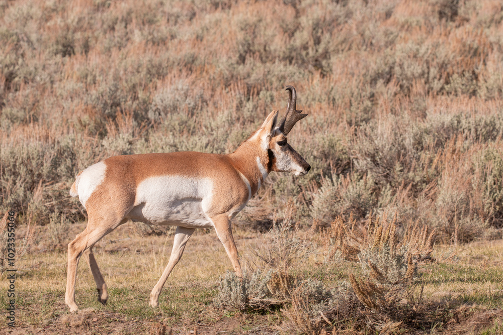 Pronghorn Antelope Buck in Wyoming in Autumn Pronghorn Antelope Buck in Wyoming in Autumn