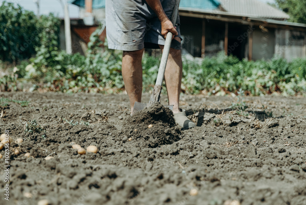 Portrait of a man digging potatoes in a vegetable garden. Portrait of a man digging potatoes in a vegetable garden.