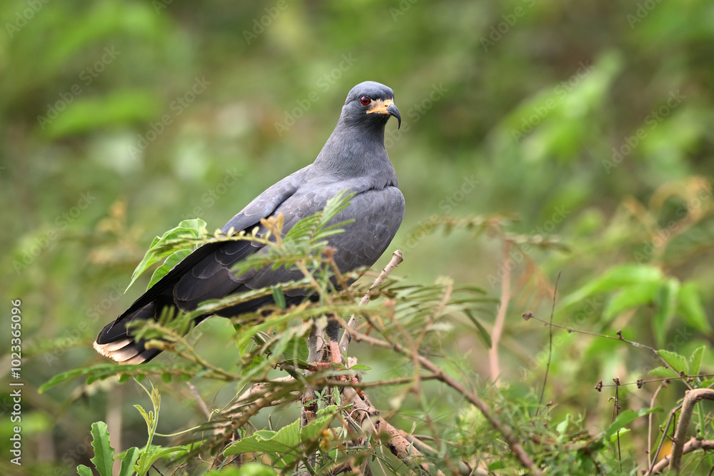 Snail Kite perched on a thorny branch with a blurred green background Snail Kite perched on a thorny branch with a blurred green background
