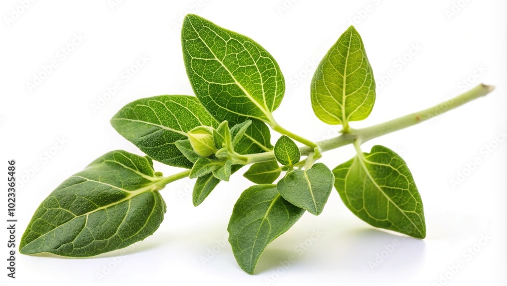 Green ashwagandha plant twig isolated on white background at a tilted angle Green ashwagandha plant twig isolated on white background at a tilted angle