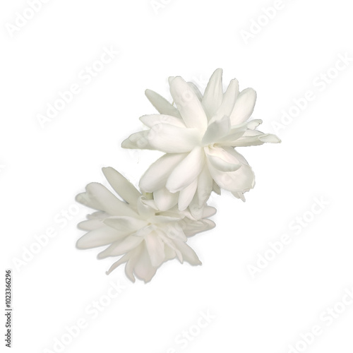 Arabian jasmine flower png image