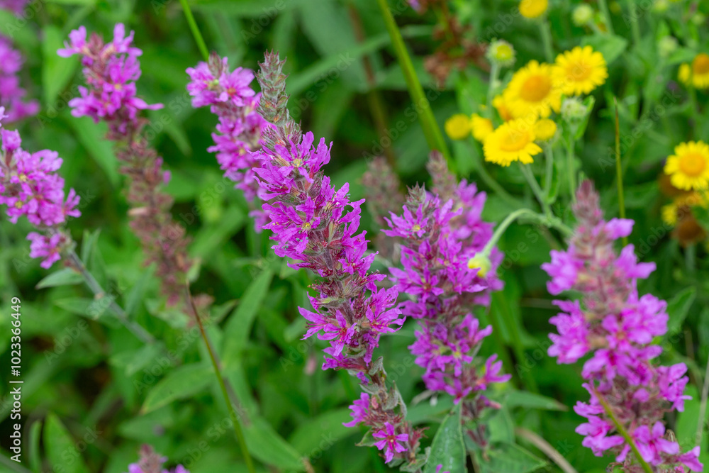 Common river loosestrife - Purple Loosestrife Lythrum Salicaria on the watersedge of Earlswood Lake Common river loosestrife - Purple Loosestrife Lythrum Salicaria on the watersedge of Earlswood Lake