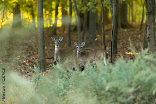 A pair of young white-tailed deer does stand in the woods during autumn in New Jersey
