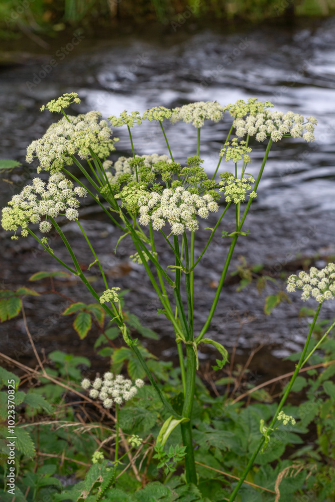 Heracleum sphondylium, commonly known as hogweed, common hogweed or cow parsnip wild flowers of the field medicinal plant Heracleum sphondylium, commonly known as hogweed, common hogweed or cow parsnip wild flowers of the field medicinal plant