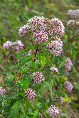 Eupatorium cannabinum, commonly known as hemp-agrimony or holy rope is a herbaceous plant on river backgriund photo