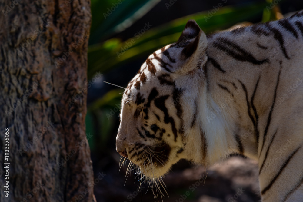 Naklejka premium Tigre Blanco