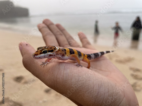 Leopard gecko on hand at the beach. Reptile pet, exotic animal, nature, wild, beach photo