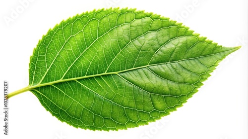 Green leaves of a tree isolated on white background