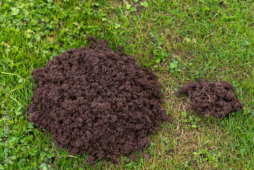 Molehills on the field, european mole talpa europaea, vermin - enemy farmer. France photo