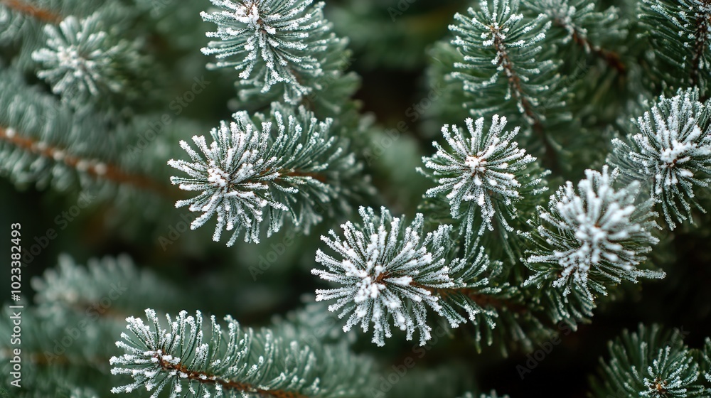 Frosty pine branches close-up, winter concept Frosty pine branches close-up, winter concept