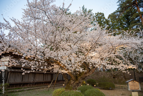 弘前城の夕桜／青森県