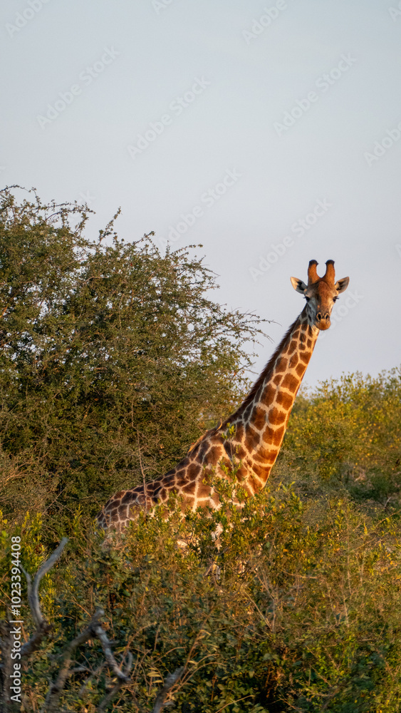 Fototapeta premium Giraffe South Africa