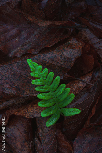 Autumnal Leaves