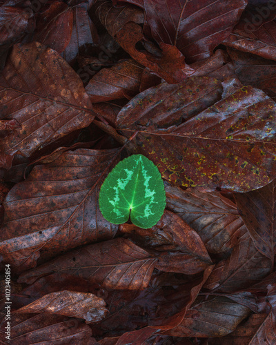 Autumnal Leaves