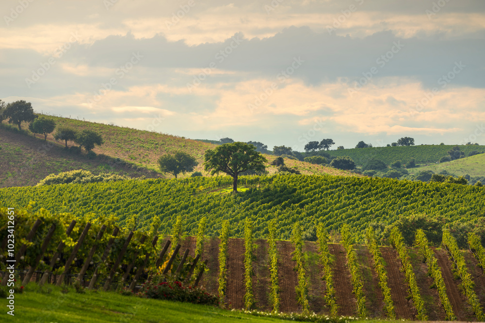 Landscape of the Morellino di Scansano wine vineyards. Tuscany region, Italy Landscape of the Morellino di Scansano wine vineyards. Tuscany region, Italy