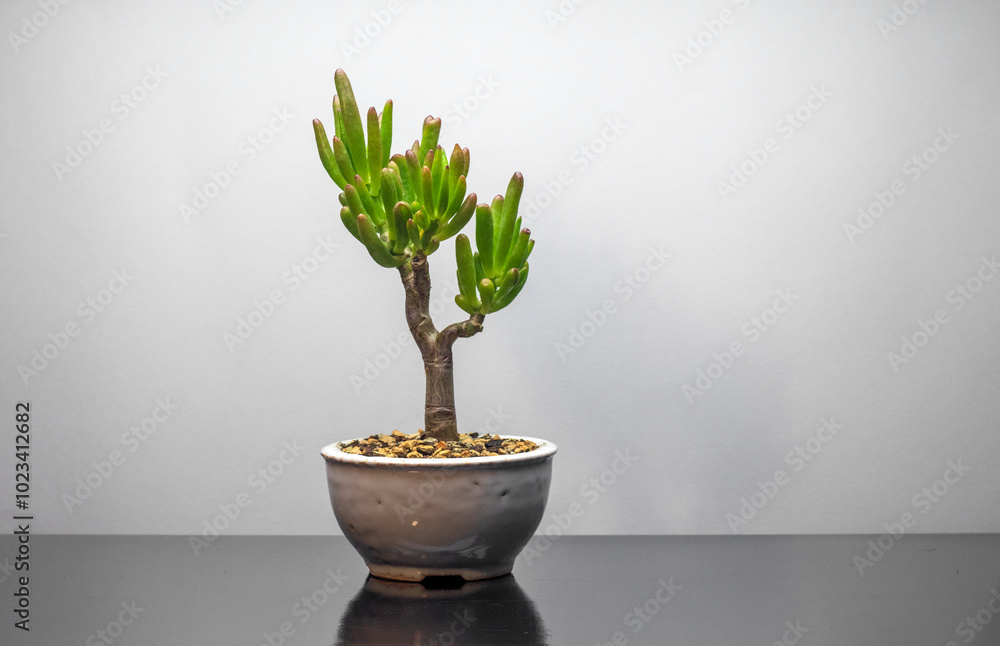 Money tree. Krassula ovata Coral. Home decor. Indoor plant Money tree. Krassula ovata Coral. Home decor. Indoor plant