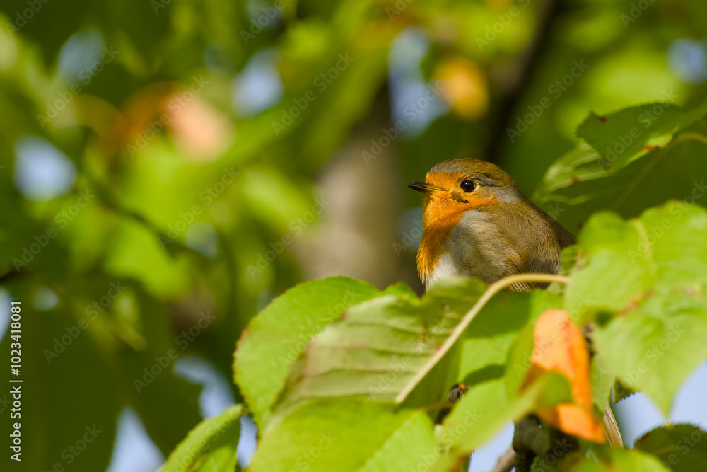 European robin is perching on a tree branch close-up European robin is perching on a tree branch close-up