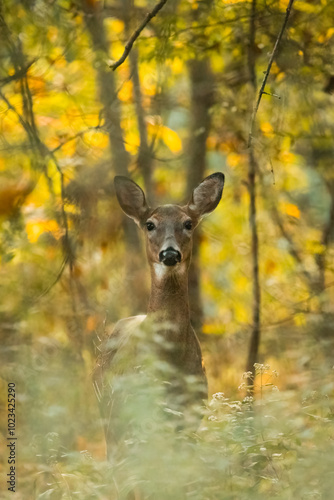 A young white-tailed deer doe stands in a New Jersey forest during autumn