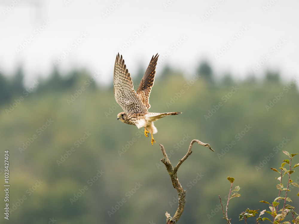 Fototapeta premium Turmfalke