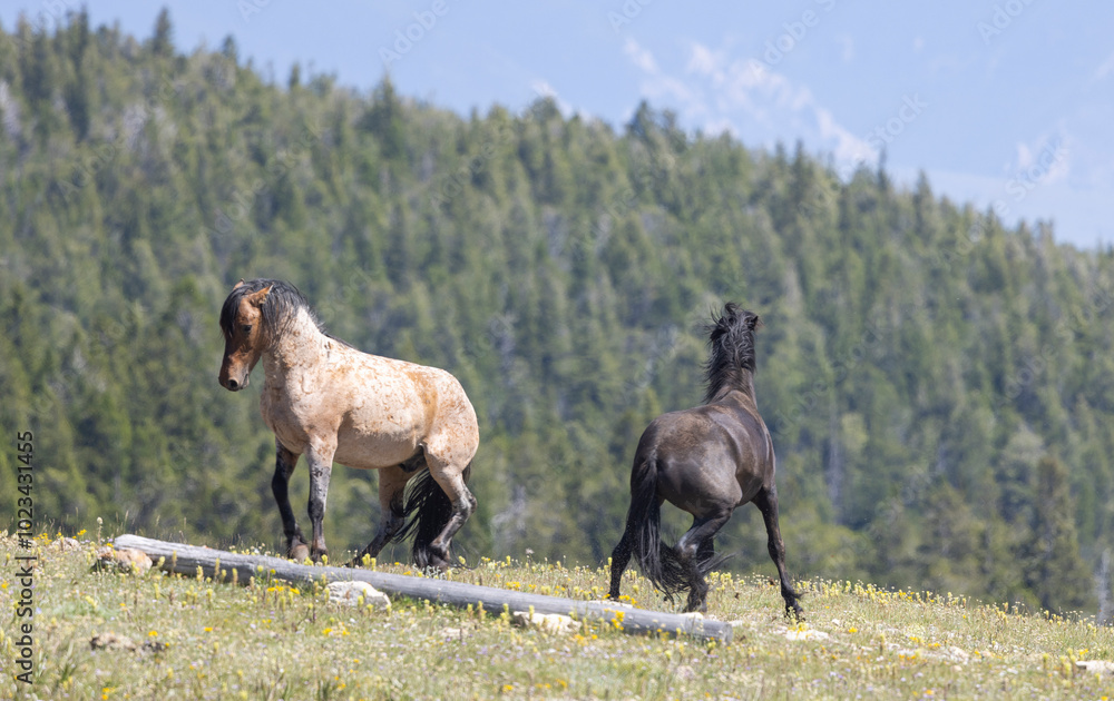 Fototapeta premium Wild Horse in the Pryor Mountains Montana in Summer