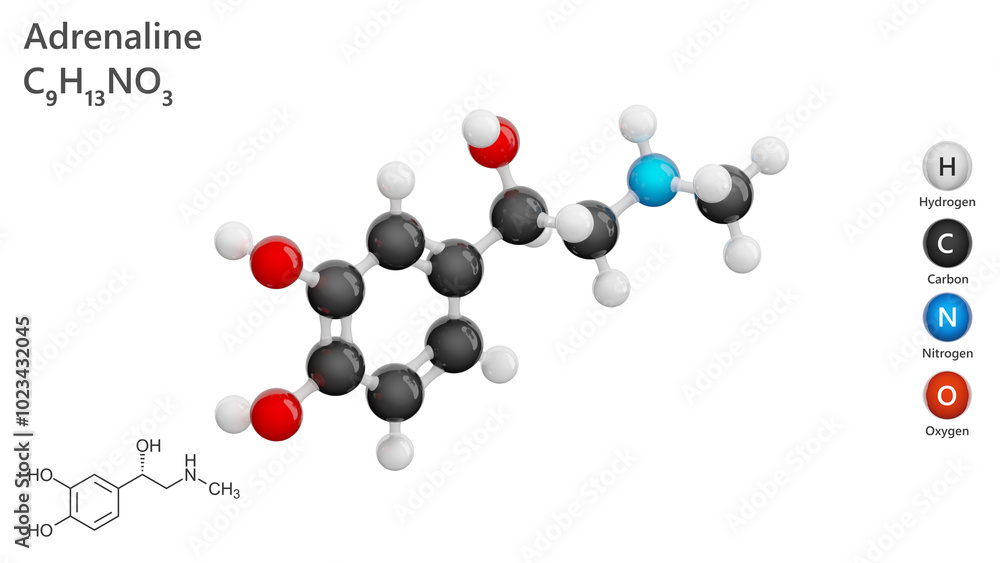 Molecule of Adrenaline (C9H13NO3), is a key catecholamine hormone and neurotransmitter produced by the adrenal glands. Chemical model: Ball and Stick. White background. 3d illustration Molecule of Adrenaline (C9H13NO3), is a key catecholamine hormone and neurotransmitter produced by the adrenal glands. Chemical model: Ball and Stick. White background. 3d illustration