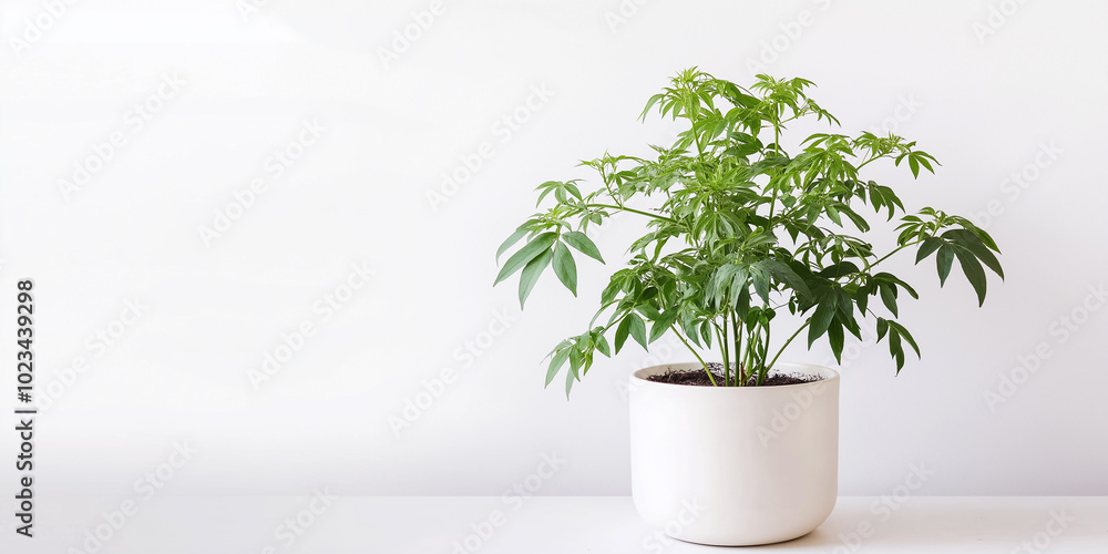 Fototapeta premium Schefflera plant standing on white minimalist background