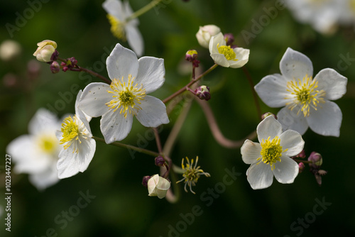 Ranunculus platanifolius (large white buttercup) is a species of perennial herb of the Ranunculaceae family. Ranunculus platanifolius is a unique plant of the Carpathian highlands. photo