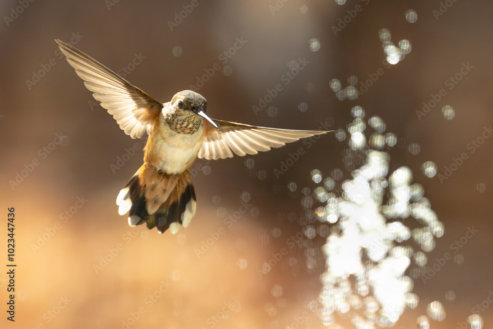 Naklejka premium Rufous Hummingbird Enjoying the Water Fountain.