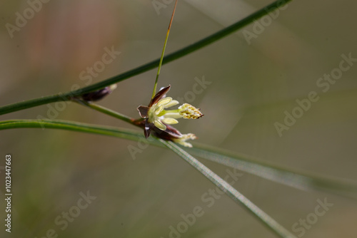 Juncus trifidus - is a flowering plant in the Juncaceae family. Juncus trifidus is a unique plant of the Carpathian highlands.