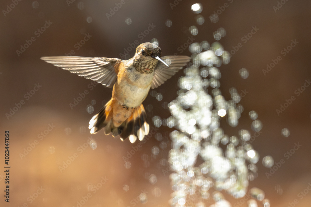 Naklejka premium Rufous Hummingbird Enjoying the Water Fountain.