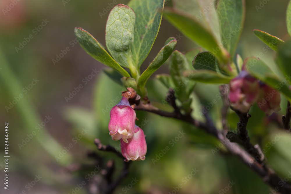 Vaccinium uliginosum (bog bilberry, bog blueberry, northern bilberry or western blueberry) is a flowering plant in the heath family Ericaceae. Vaccinium uliginosum subsp. microphyllum. Vaccinium uliginosum (bog bilberry, bog blueberry, northern bilberry or western blueberry) is a flowering plant in the heath family Ericaceae. Vaccinium uliginosum subsp. microphyllum.