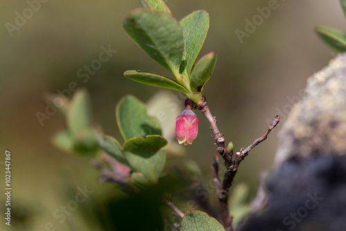 Vaccinium uliginosum (bog bilberry, bog blueberry, northern bilberry or western blueberry) is a flowering plant in the heath family Ericaceae. Vaccinium uliginosum subsp. microphyllum. photo