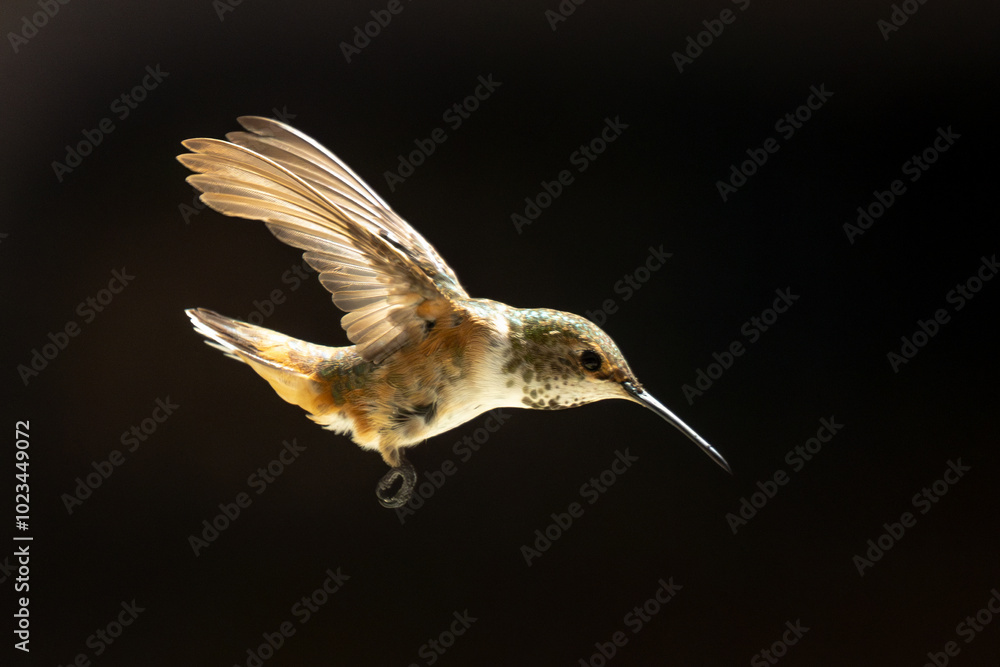 Naklejka premium Rufous Hummingbird Enjoying the Water Fountain.