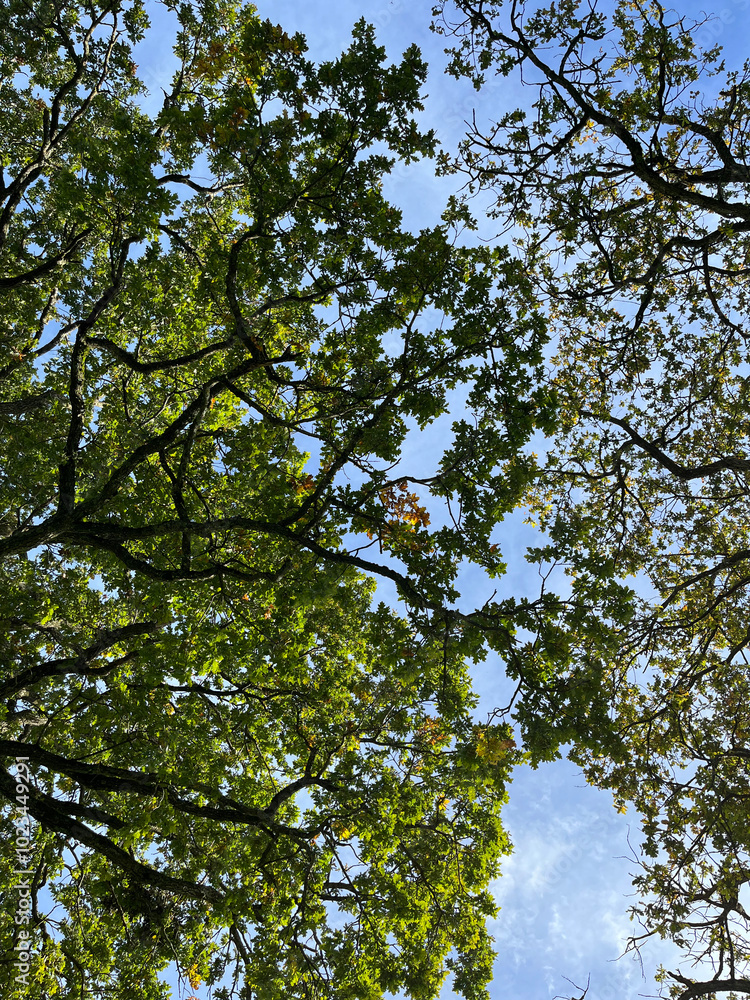 Obraz premium Trees seen from underneath