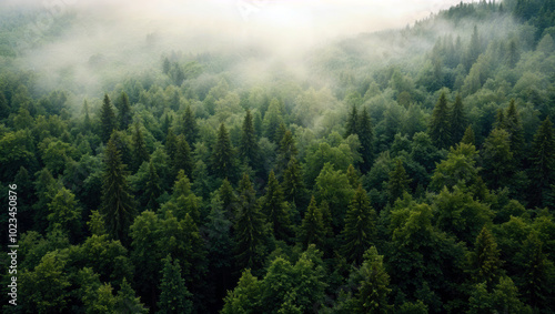 Aerial view of lush green forest covered by fog at sunrise