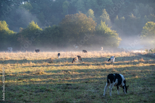 Kuhweide im Morgennebel