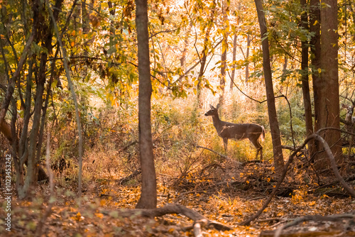 A beautiful white-tailed deer doe stands in the woods during autumn shortly after sunrise.