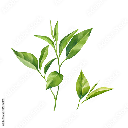 Green tea leaves illustration, isolated on white background.