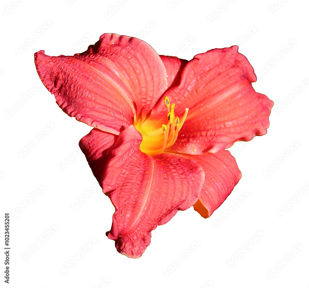 Red lily, daylily flower - color photo on white background, isolate for design Red lily, daylily flower - color photo on white background, isolate for design